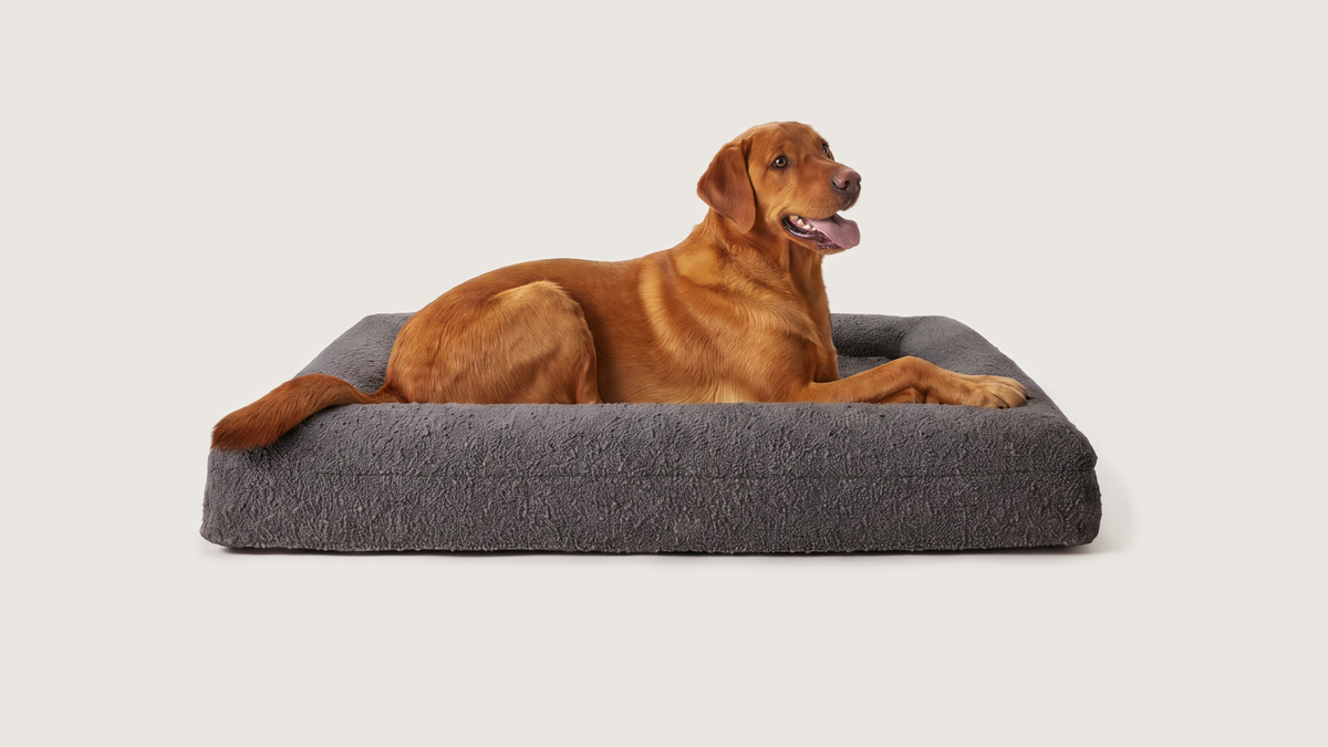 Bo's Bouclé Donkergrijs maat XL met labrador