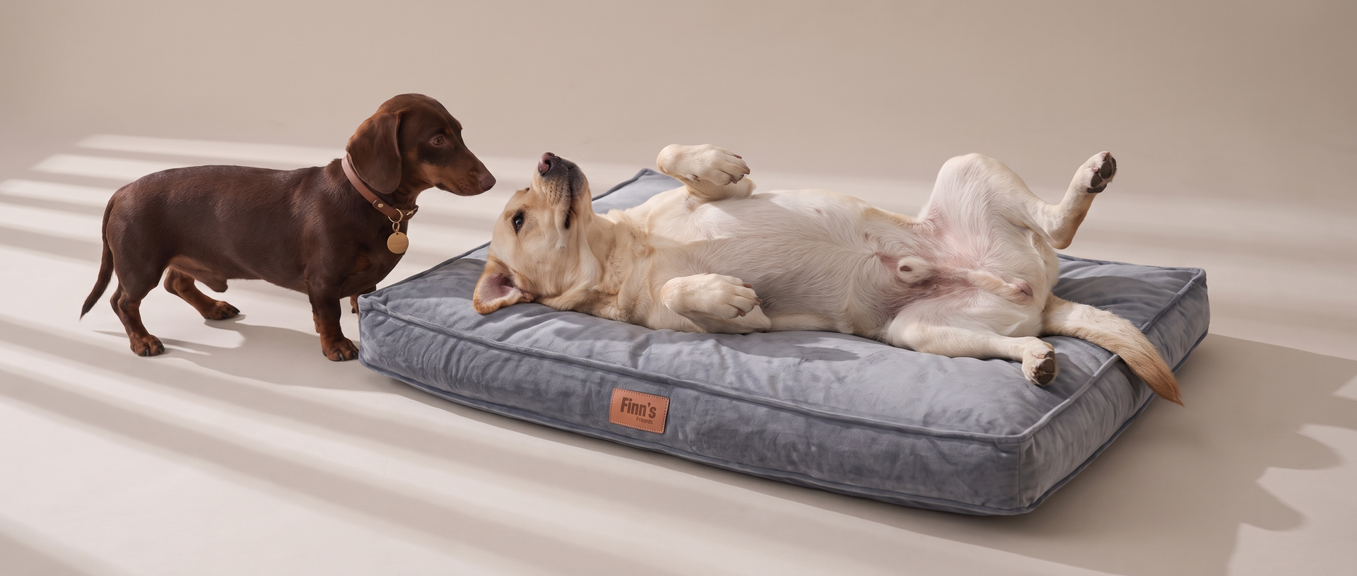Labrador ligt op Finn's Friends hondenmand, collectiebanner