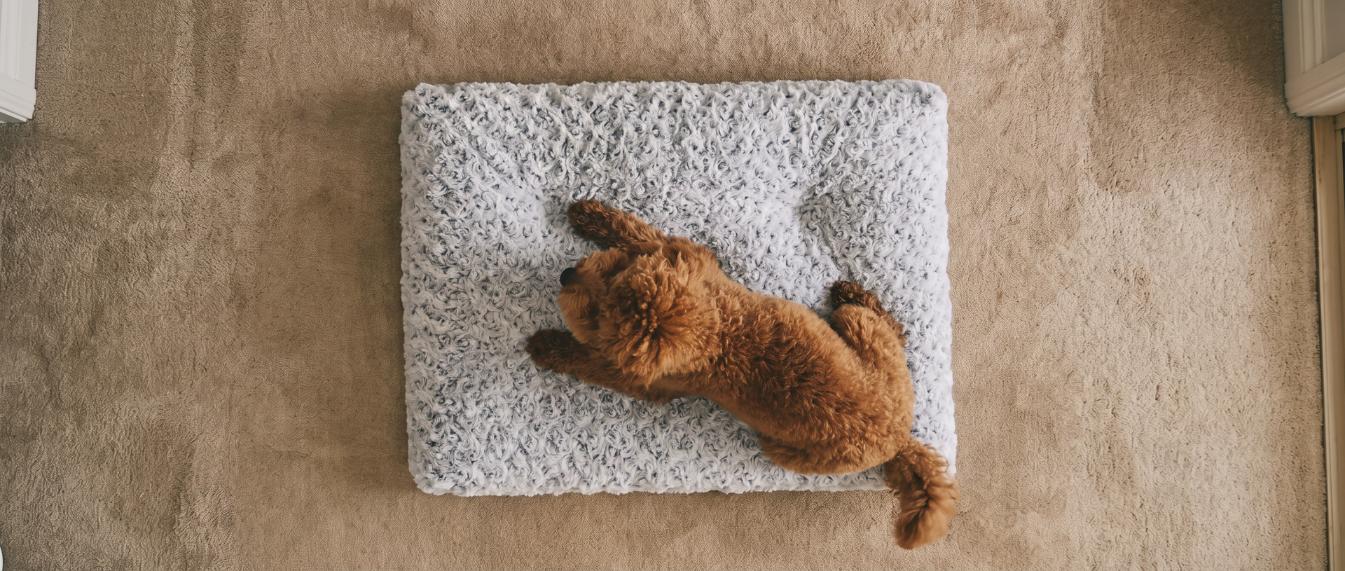 Hond slaapt ontspannen op Finn's Friends mand, sfeerbeeld merkbanner
