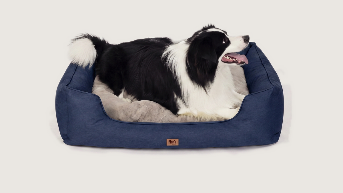 Otis' Oxford Blauw, M 71×58 met border collie